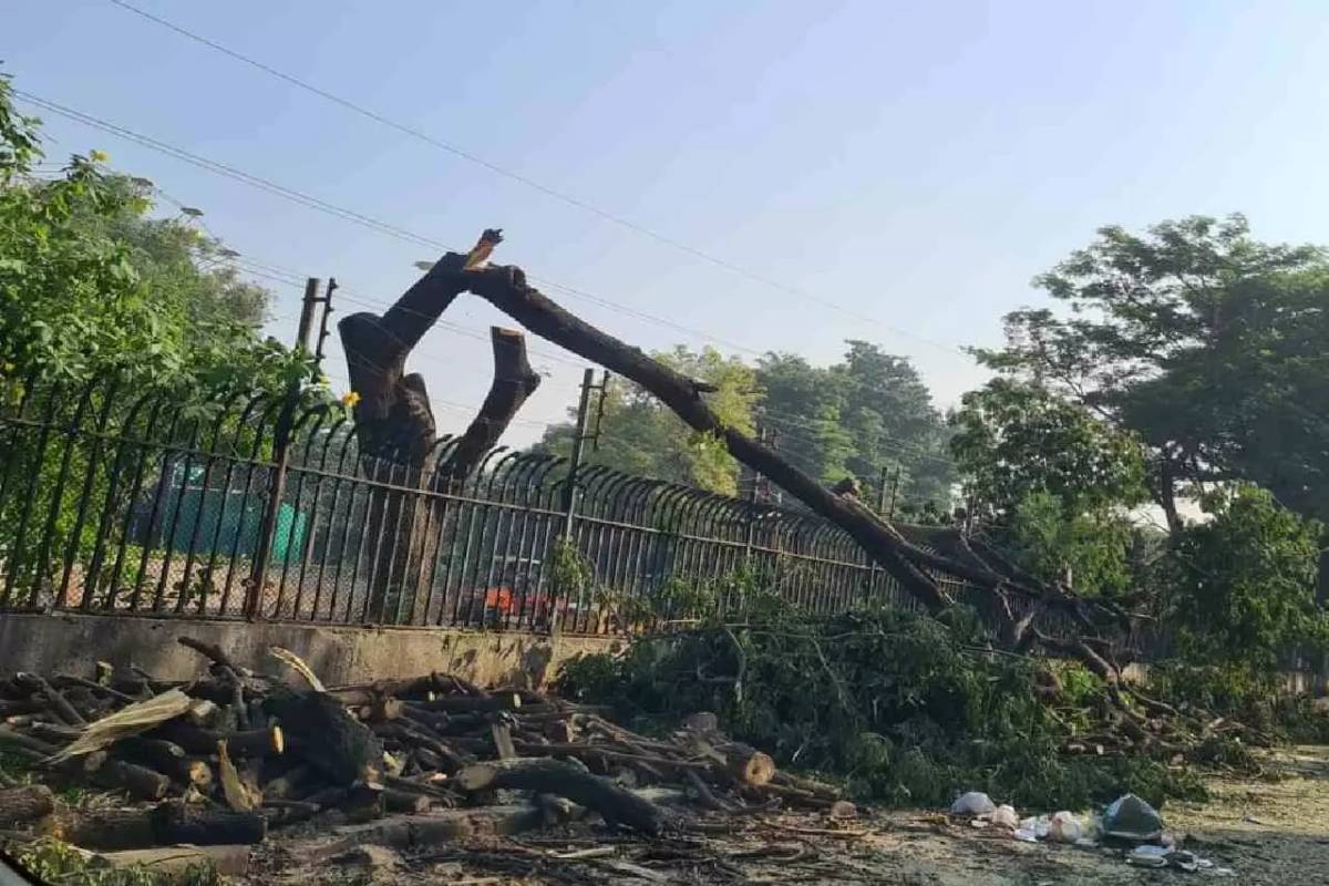 Hyderabad: Tree felling for Formula E race tracks concerns citizens