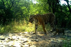 Tigress spotted roaming with newborn cub at Ranthambhore Reserve