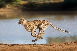 Cheetahs: The prize catch for hunters, maharajahs and British officers