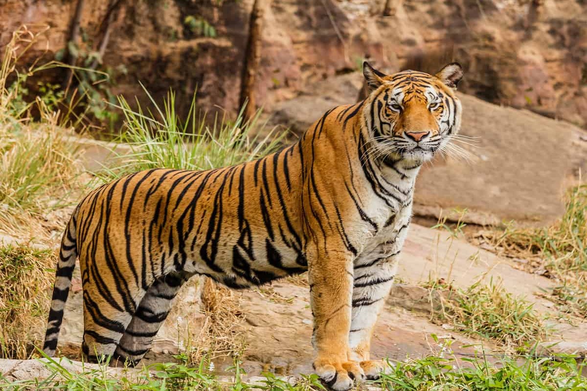 Tigress bites off her own tail in Lucknow Zoo