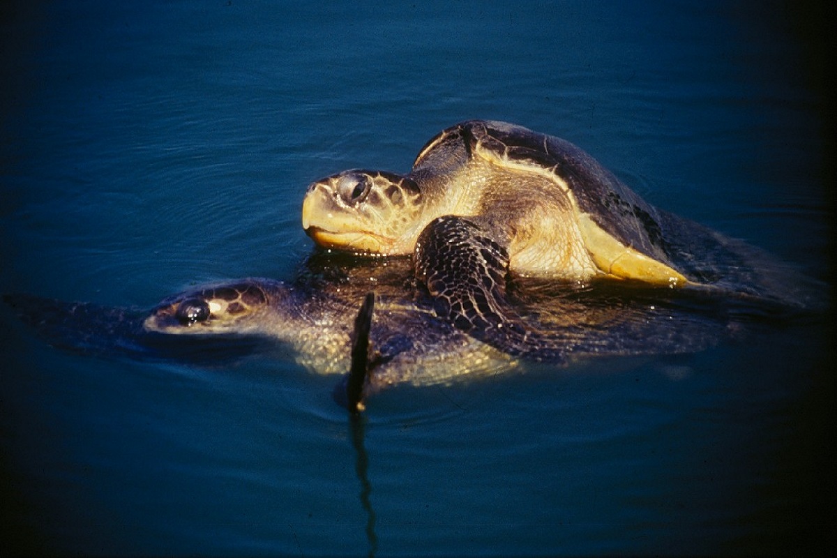 pair of turtles, mating, seawater