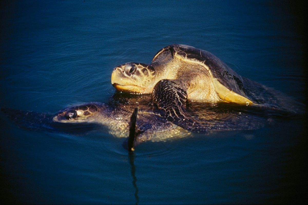Odisha seawater plays host to mating pairs of turtles