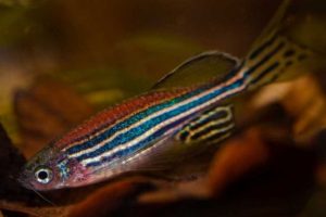 Scientists identify neural circuit that enables self-localization in zebrafish