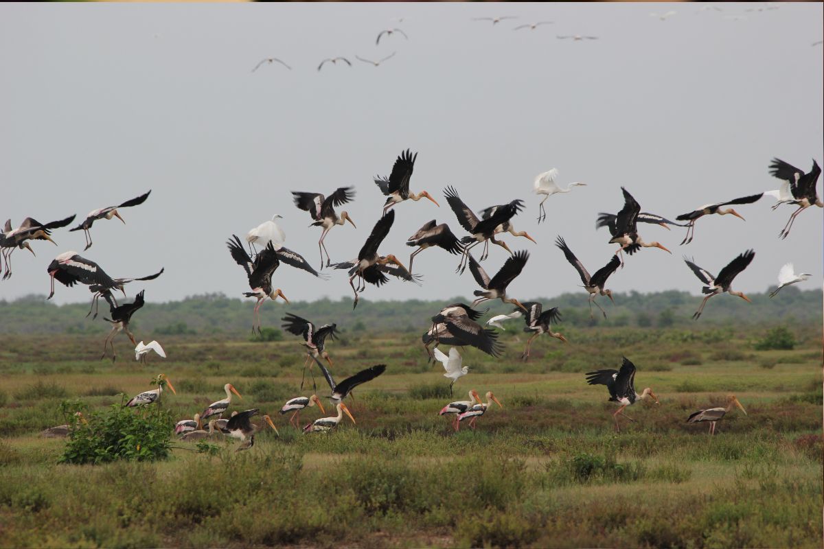 Migratory birds trigger chirpy cacophony in Bhitarkanika