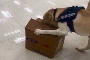 Sniffer dog detects drugs worth 5.35 crore in the baggage of Ugandan woman