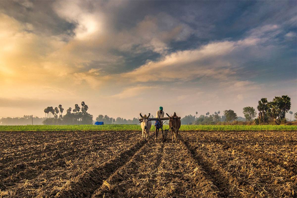 TN Delta farmers for short-term samba crop after K’taka denies Cauvery water