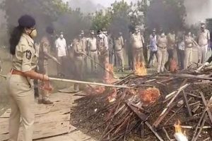 Police seize and burn huge quantities of cannabis in Andhra Pradesh
