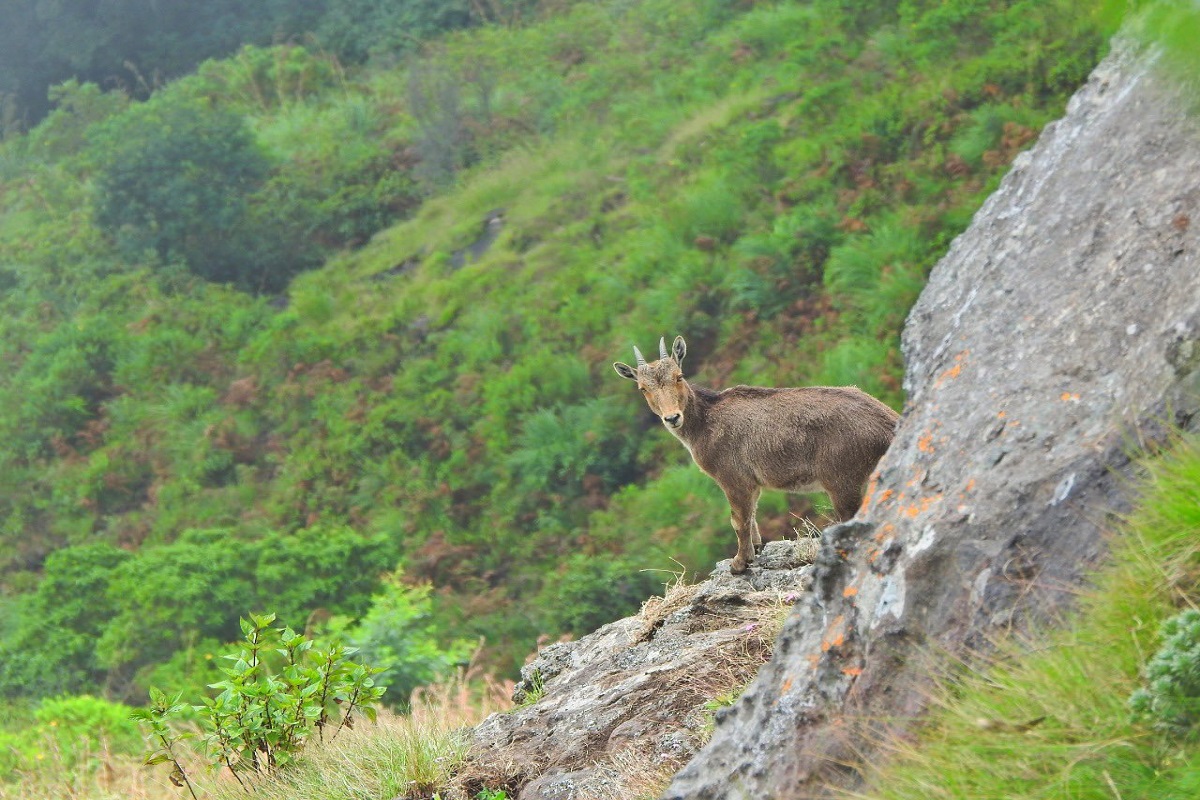 First Nilgiri tahr conservation project at cost Rs 25.14 cr soon