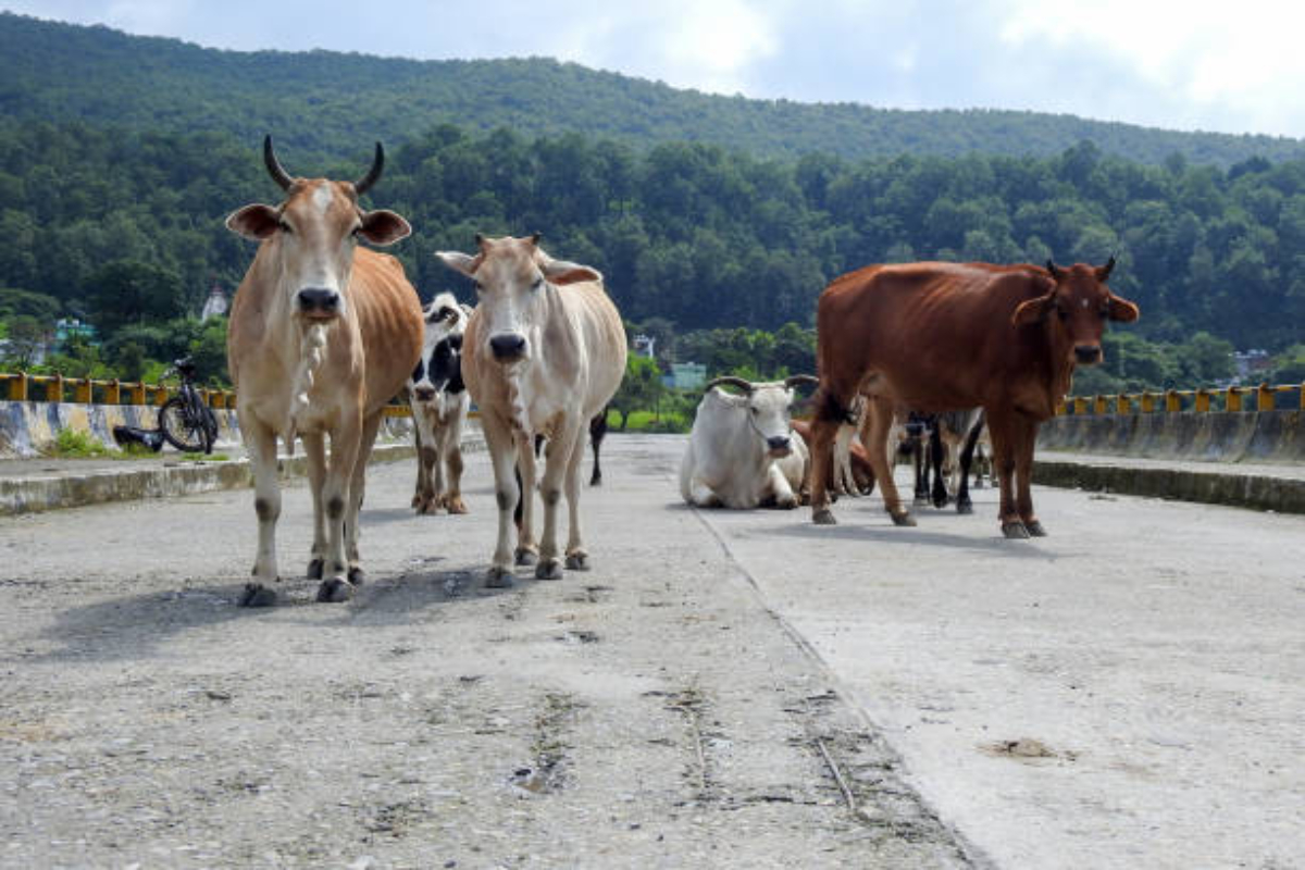 Himachal Pradesh to develop mobile App for reporting stray cattle