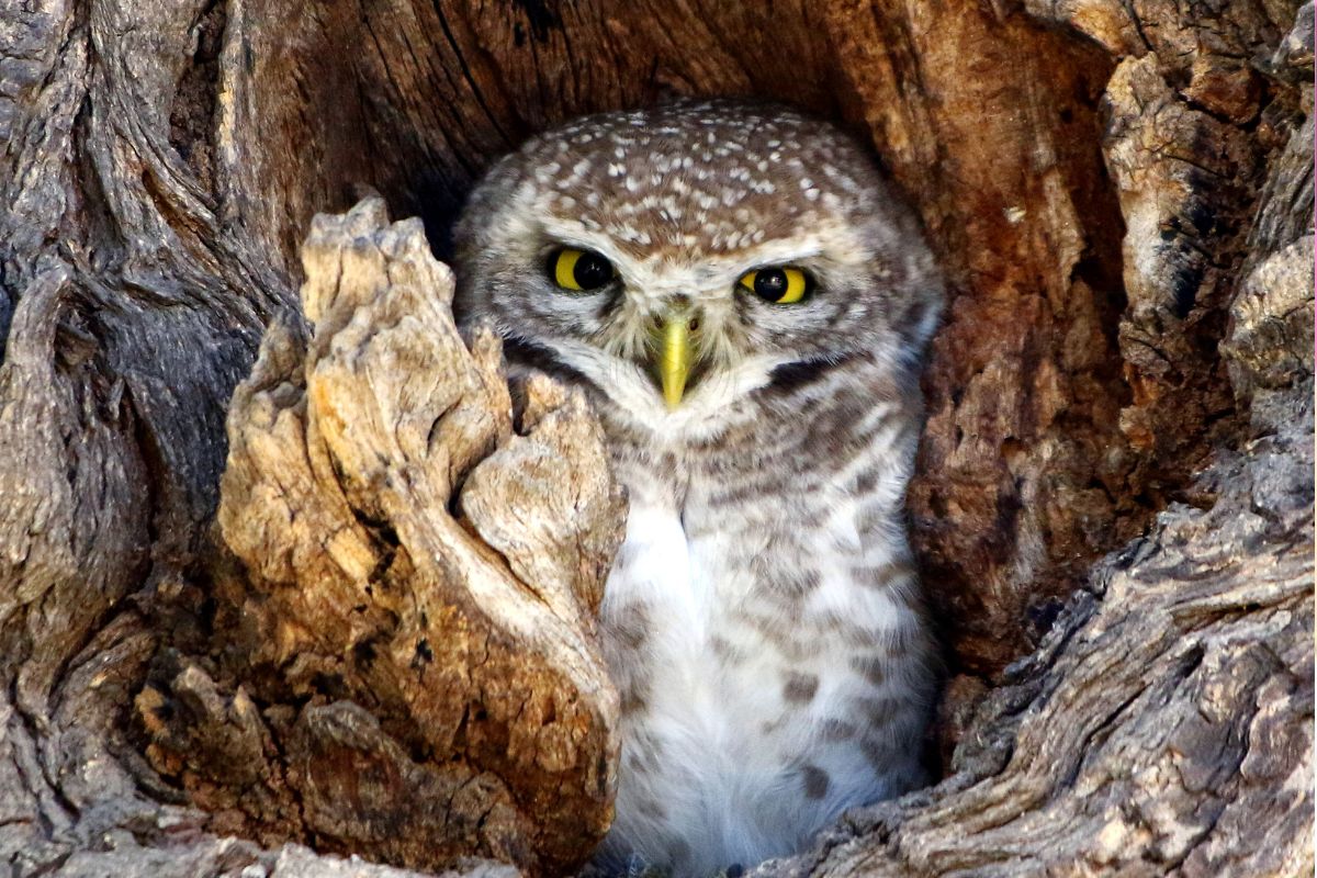 Why does Wildlife Department in J&K prohibit owl capture?
