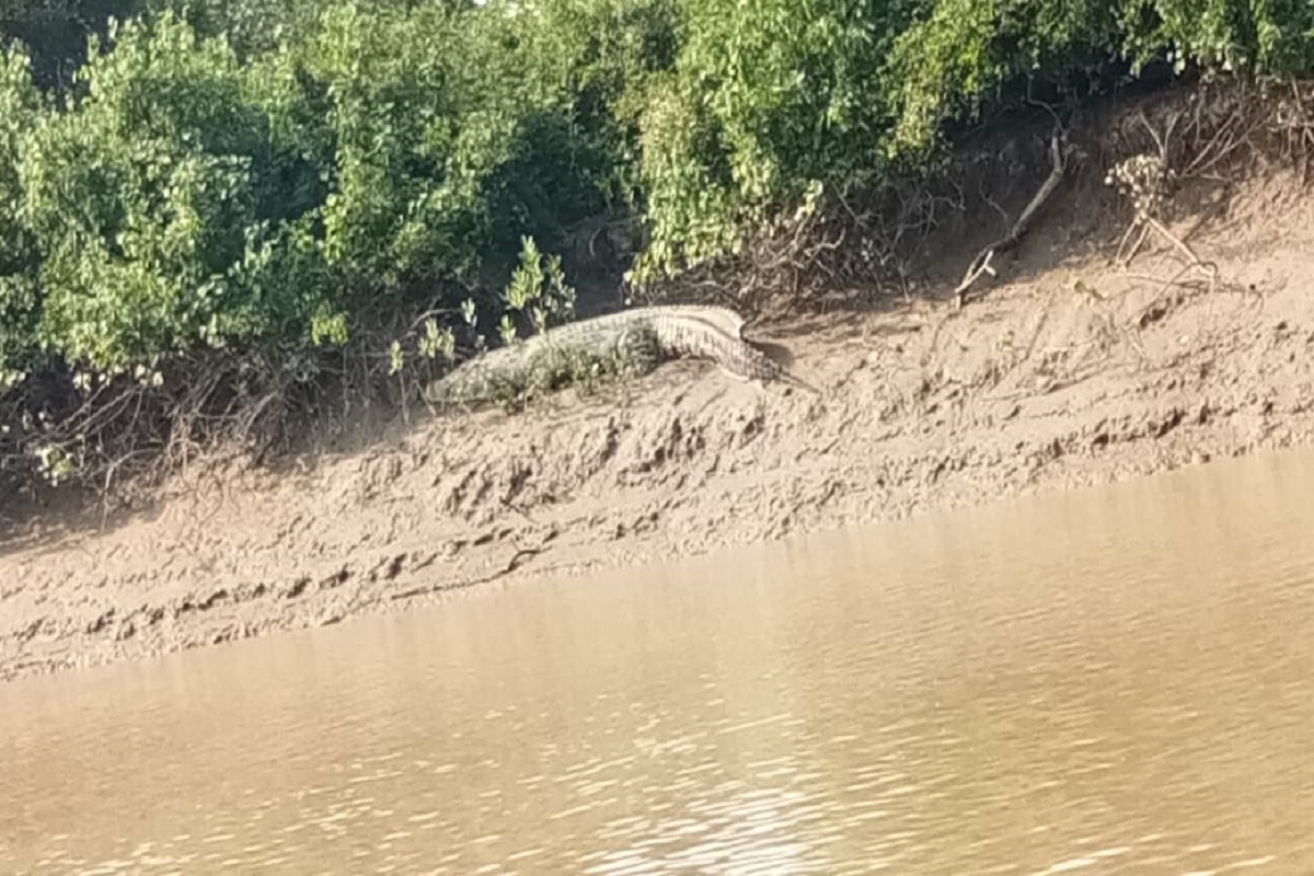 White crocodiles sighted again in Bhitarkanika National Park