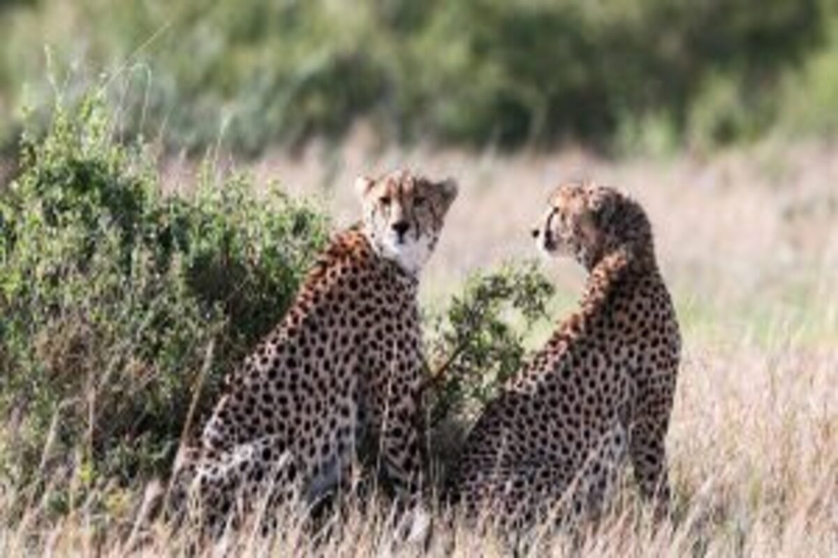India to get over 100 Cheetahs from S Africa