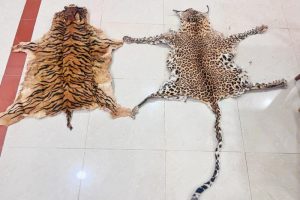 Big cat skin seized in Odisha, the second in a fortnight