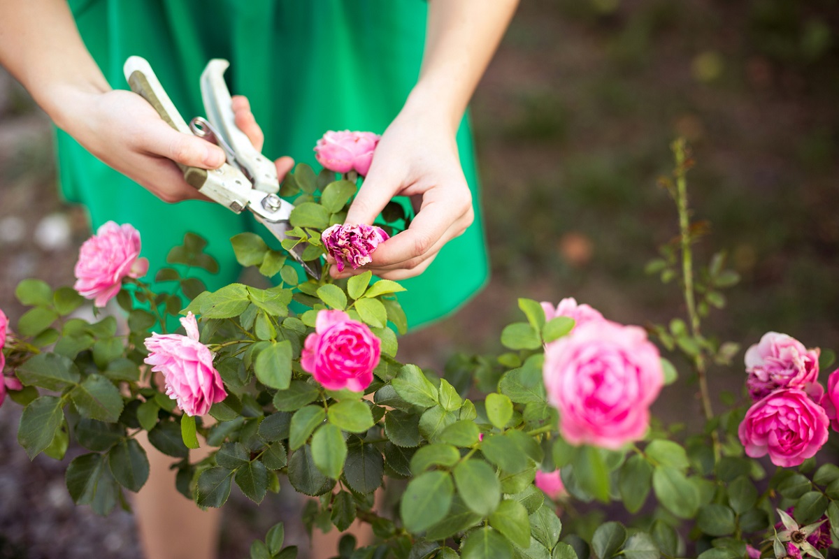Gardening can help reduce cancer risk, boost mental health: Study