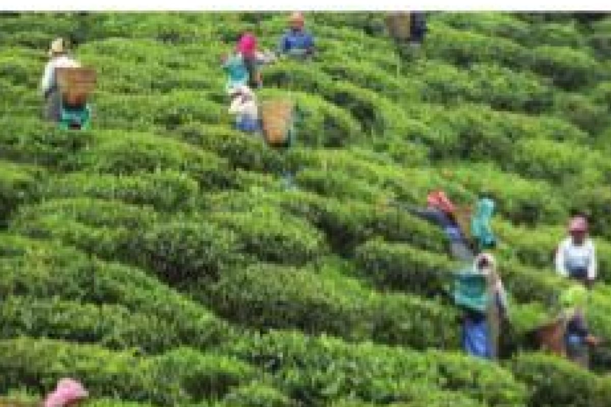 Paucity of land hitting tea production: ITA