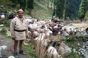 HP Wool Federation paving way for upliftment of pastoralists