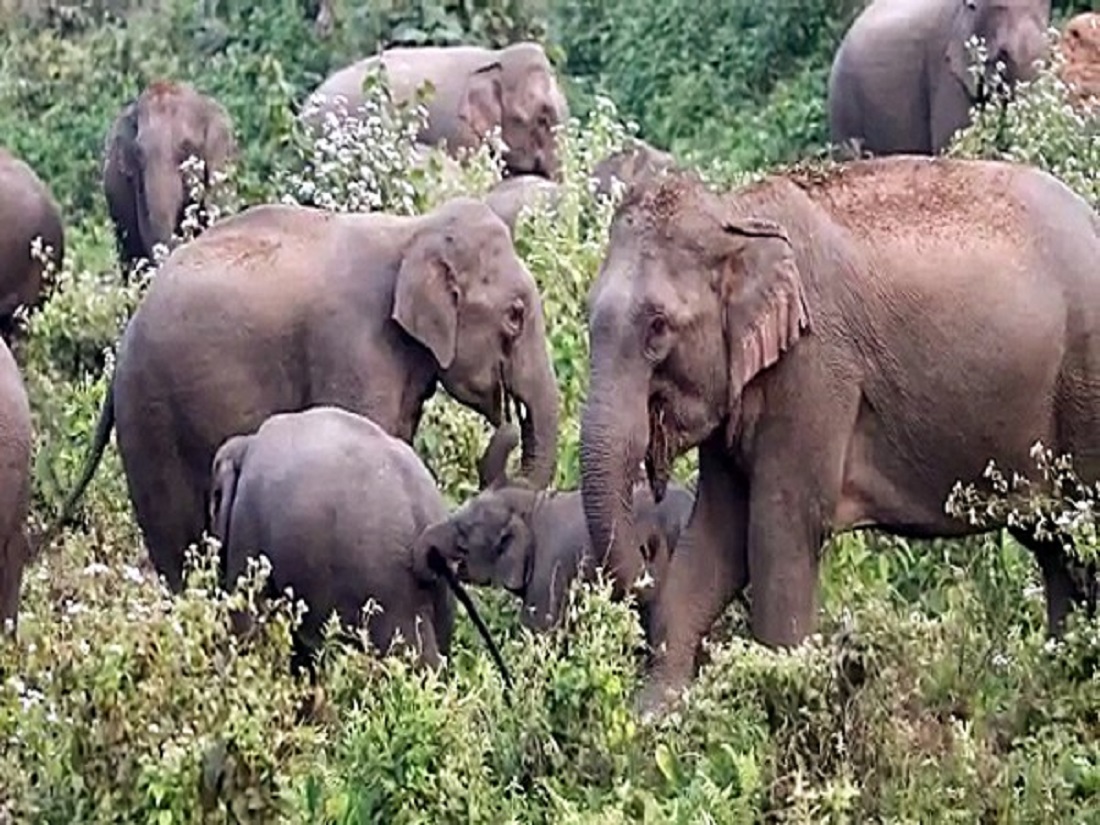Elephant poaching suspect dies in custody; 10 forest officials held