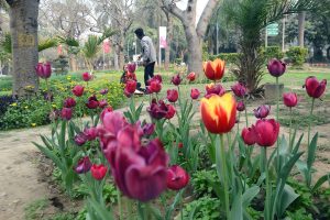 Sisodia inaugurates 35th Garden Tourism Festival