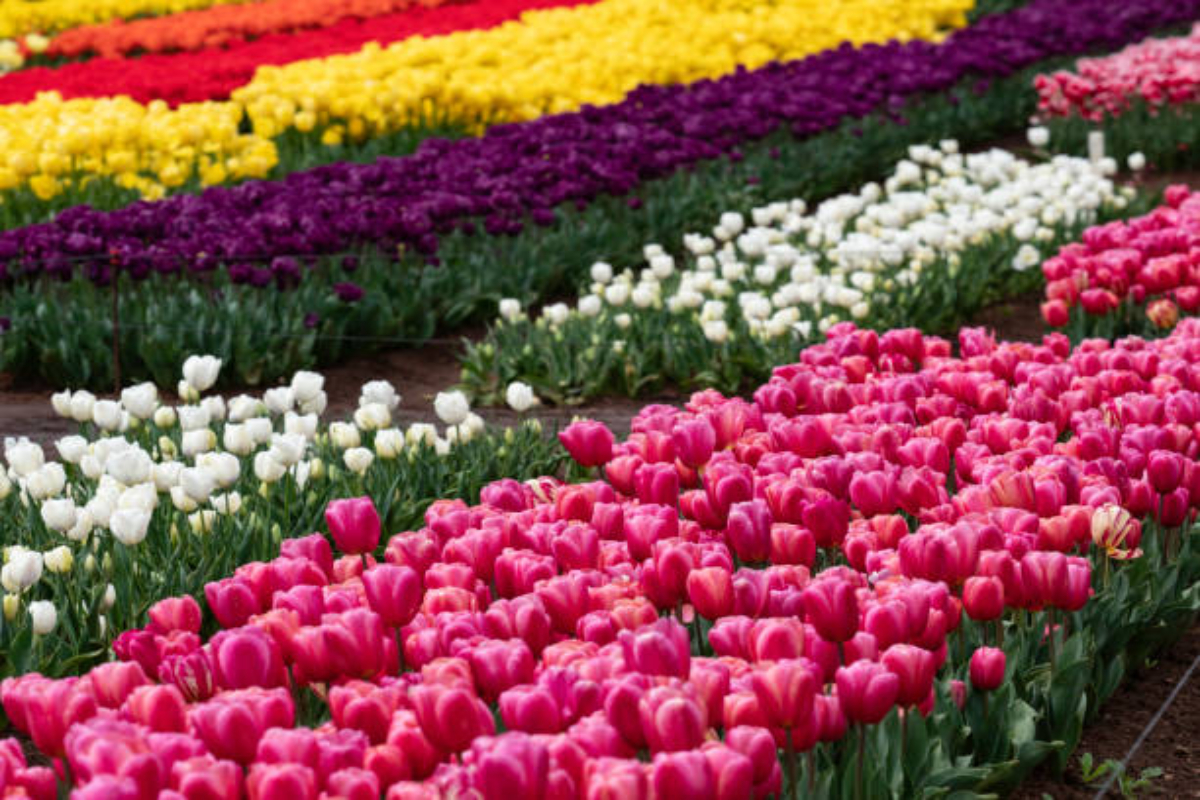 Blooming tulips set to greet tourists in Srinagar