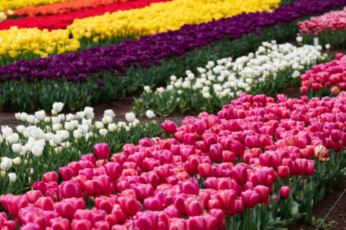 Tulip Festival' from Feb 14-26