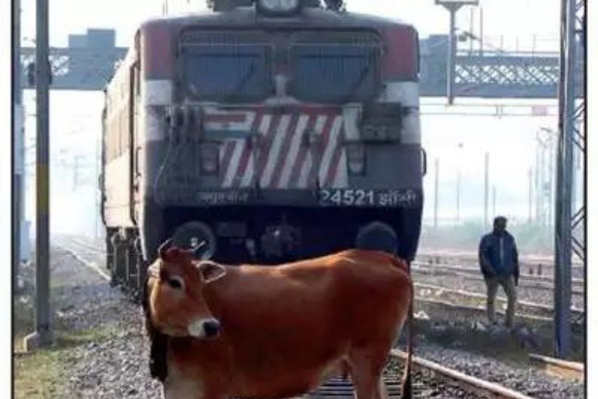1.20 lakh cattle fell prey to train accidents in four years