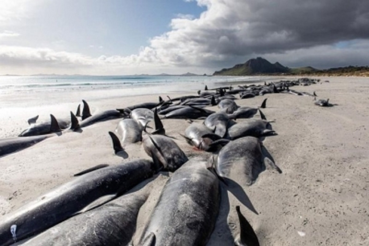 14 pilot whales stranded on beach in Sri Lanka