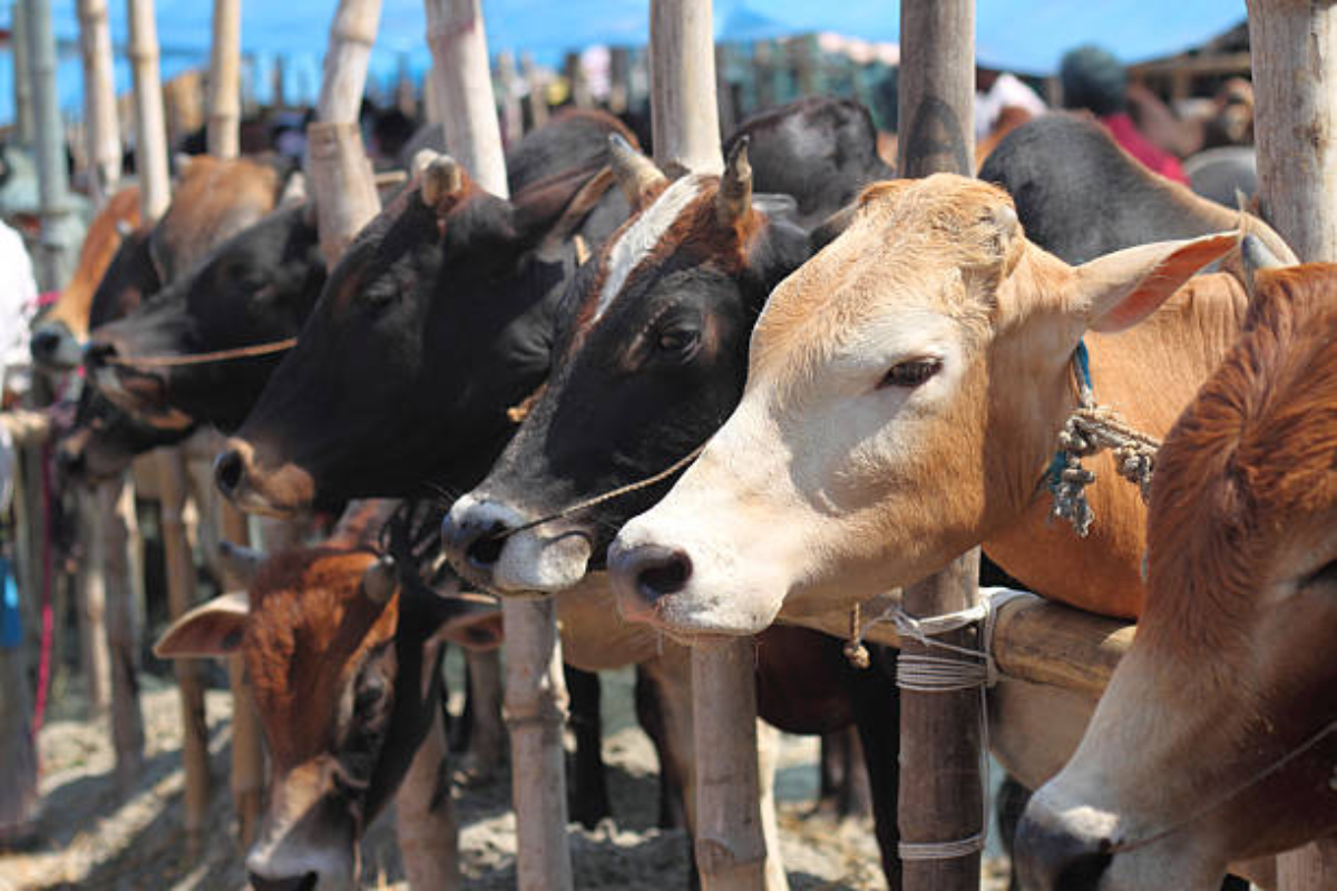 Bovine deaths: Jammu civic body cites poor health of rescued cows