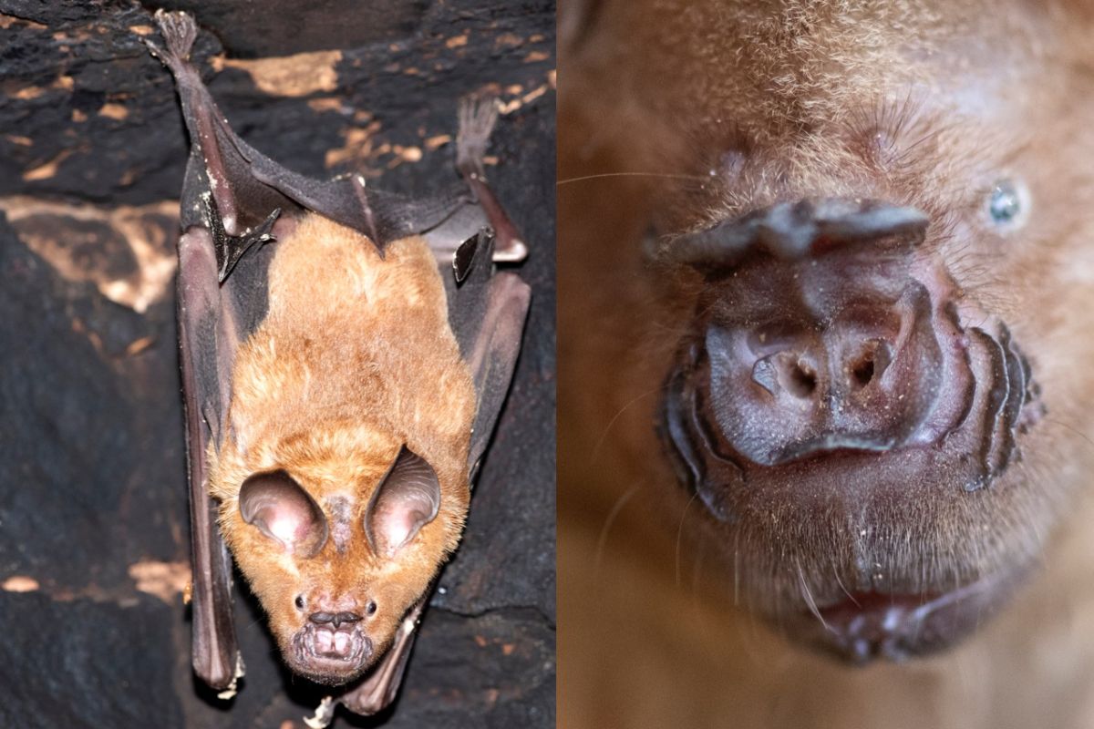 Rare Indian ‘Roundleaf Bat’ species detected in Raj caves