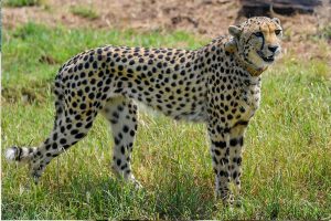 12 cheetahs from South Africa land at MP’s Gwalior Airport