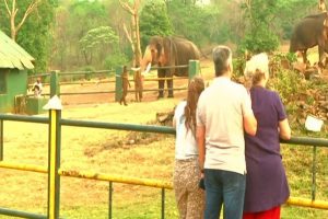 Tourist throng to see baby jumbo from Oscar-winning ‘Elephant Whisperers’