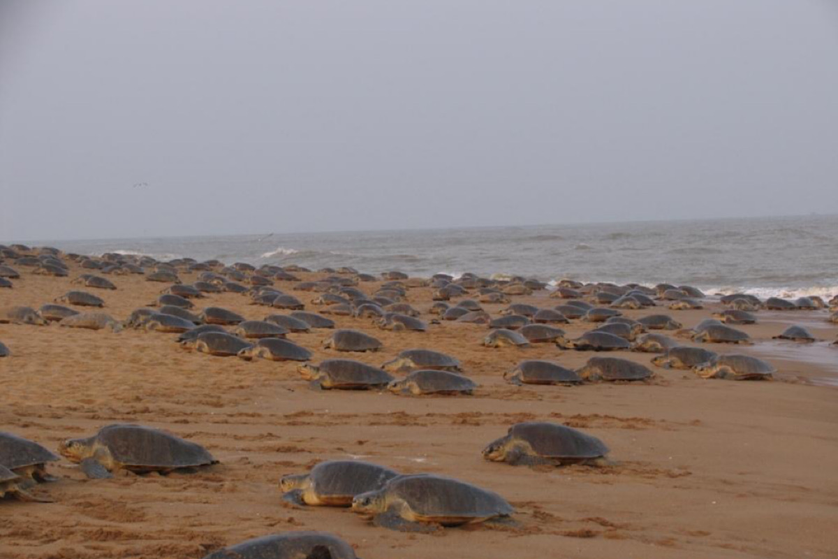 Orissa HC orders Centre to procure transponder for turtle conservation
