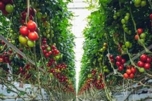 What lies ahead for organic farming?