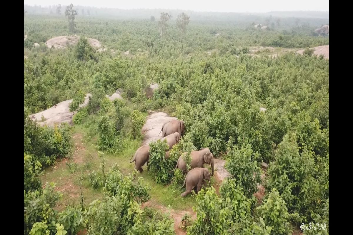 Thermal drone camera deployed in Odisha to curb man-elephant conflict
