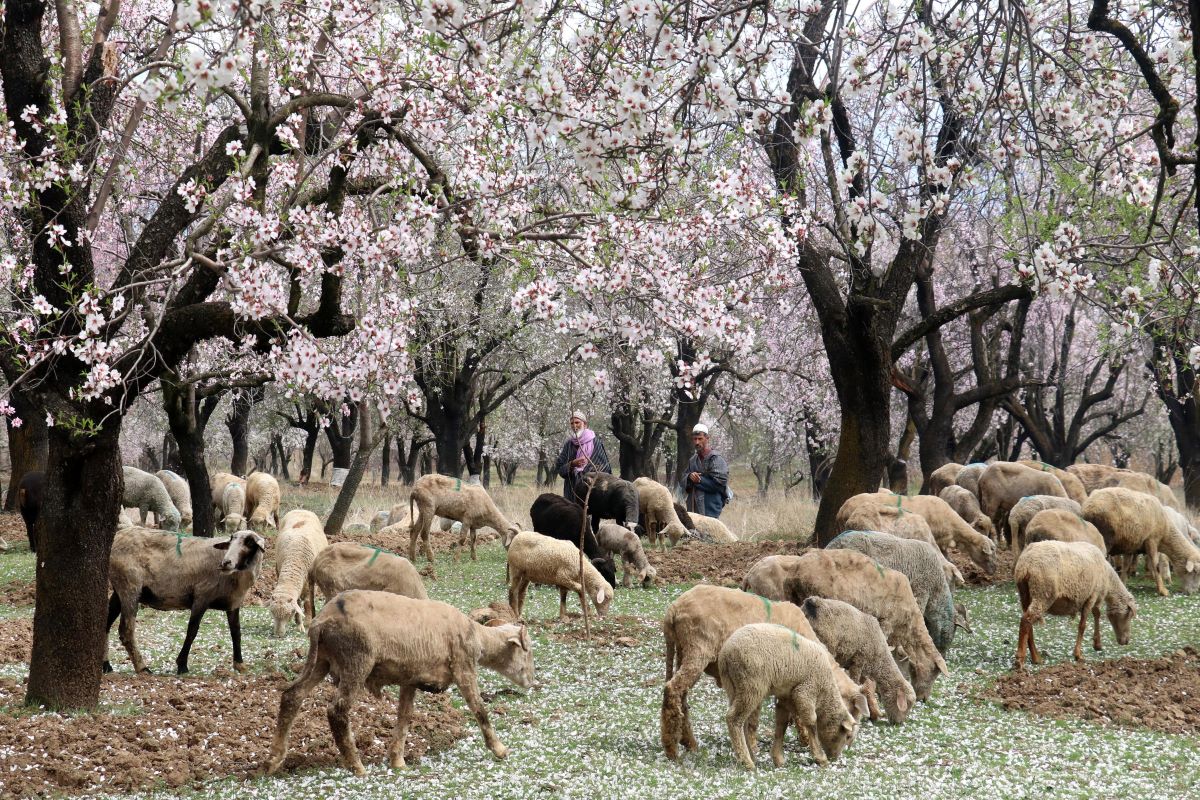 Blooming almond trees in Kashmir a treat for eyes