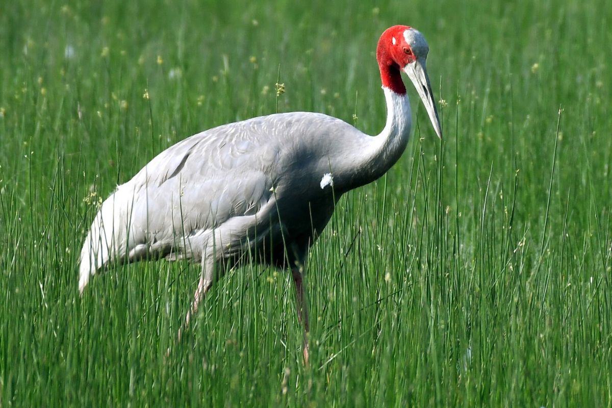 Missing stork recovered to the relief of UP govt