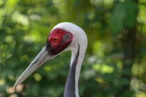 PETA India emotional appeal for the release of Arif’s crane