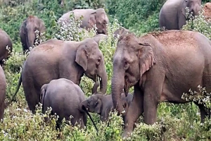 Odisha: No elephant poaching case ended in conviction in 10 years
