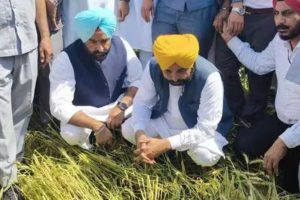Punjab hikes compensation for crop loss due to nature’s fury