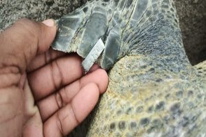 ‘Tagged’ turtles reemerge at Gahirmatha beach for nesting