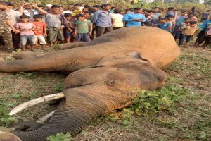 Orissa High Court directs Discoms to arrest elephant electrocution