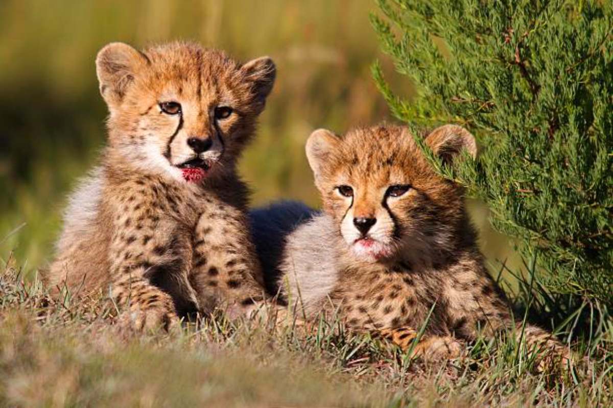 Namibian Cheetah gives birth to three cubs in Kuno National Park