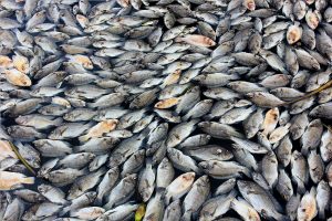 Millions of dead fish wash up near Australian town