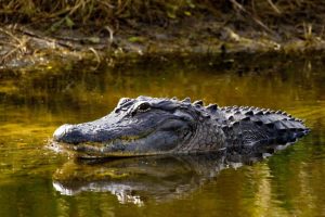Attacked by alligator, 17 devotees drown in Chambal in MP