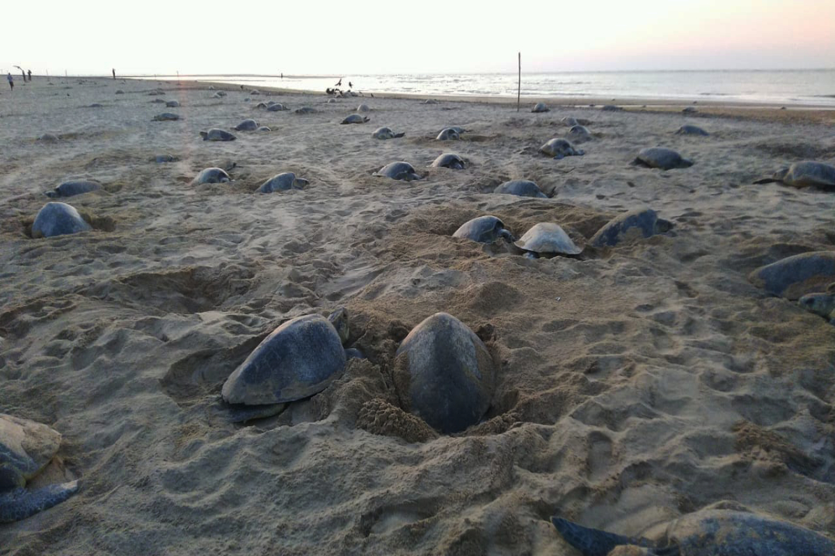 Three lakh Olive Ridley turtles arrive at Odisha’s Gahirmatha beach for mass nesting