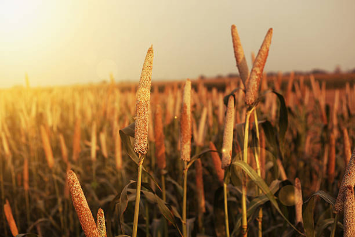 Odisha becomes the first state to release farmer-friendly varieties of millet crop