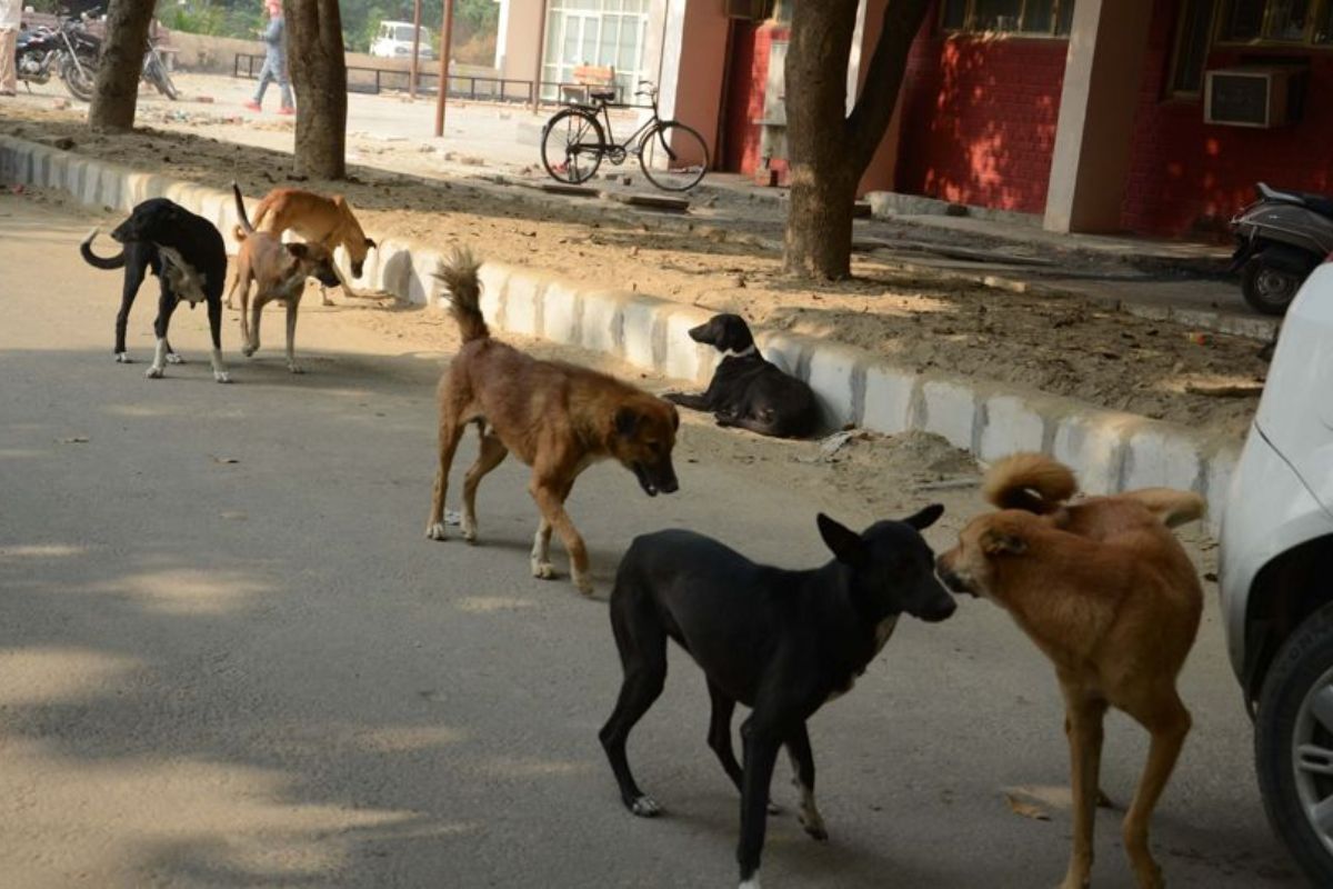 Centre notifies Animal Birth Control Rules