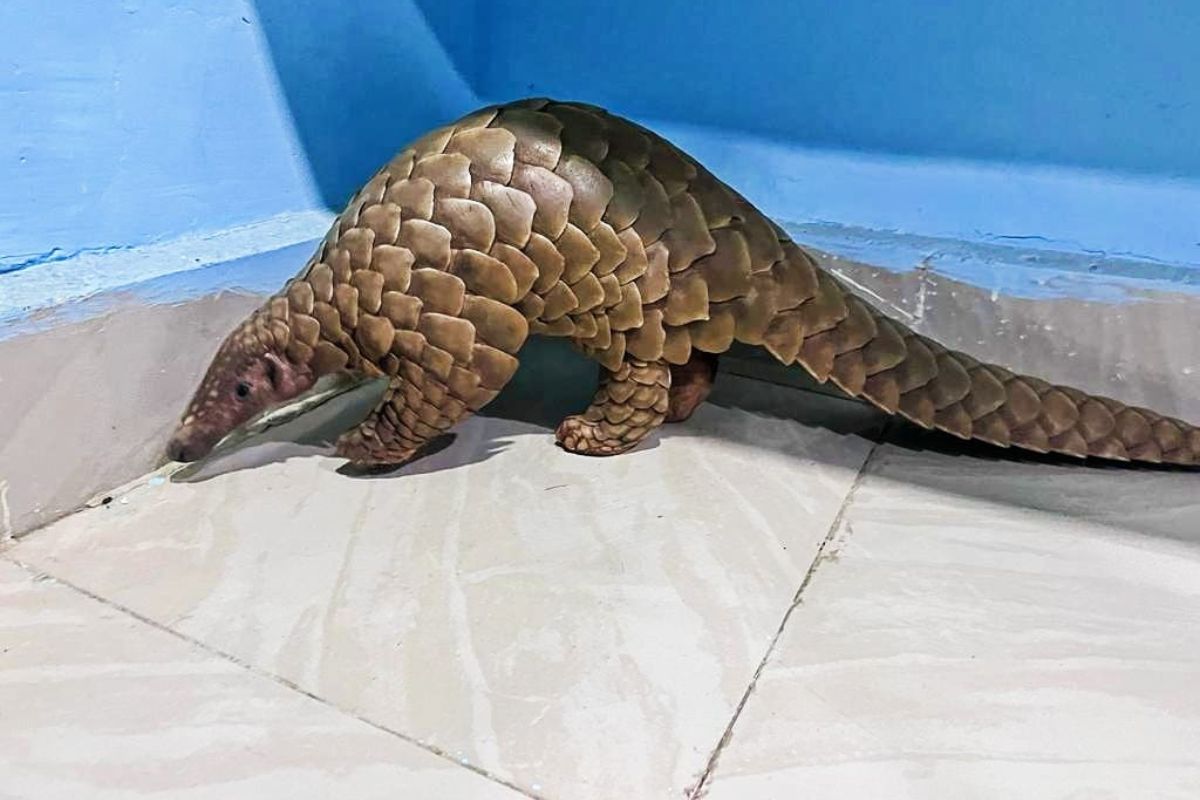 Live pangolin rescued, one arrested