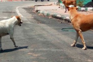 NHRC notice to Uttar Pradesh govt on dog attack that killed elderly man