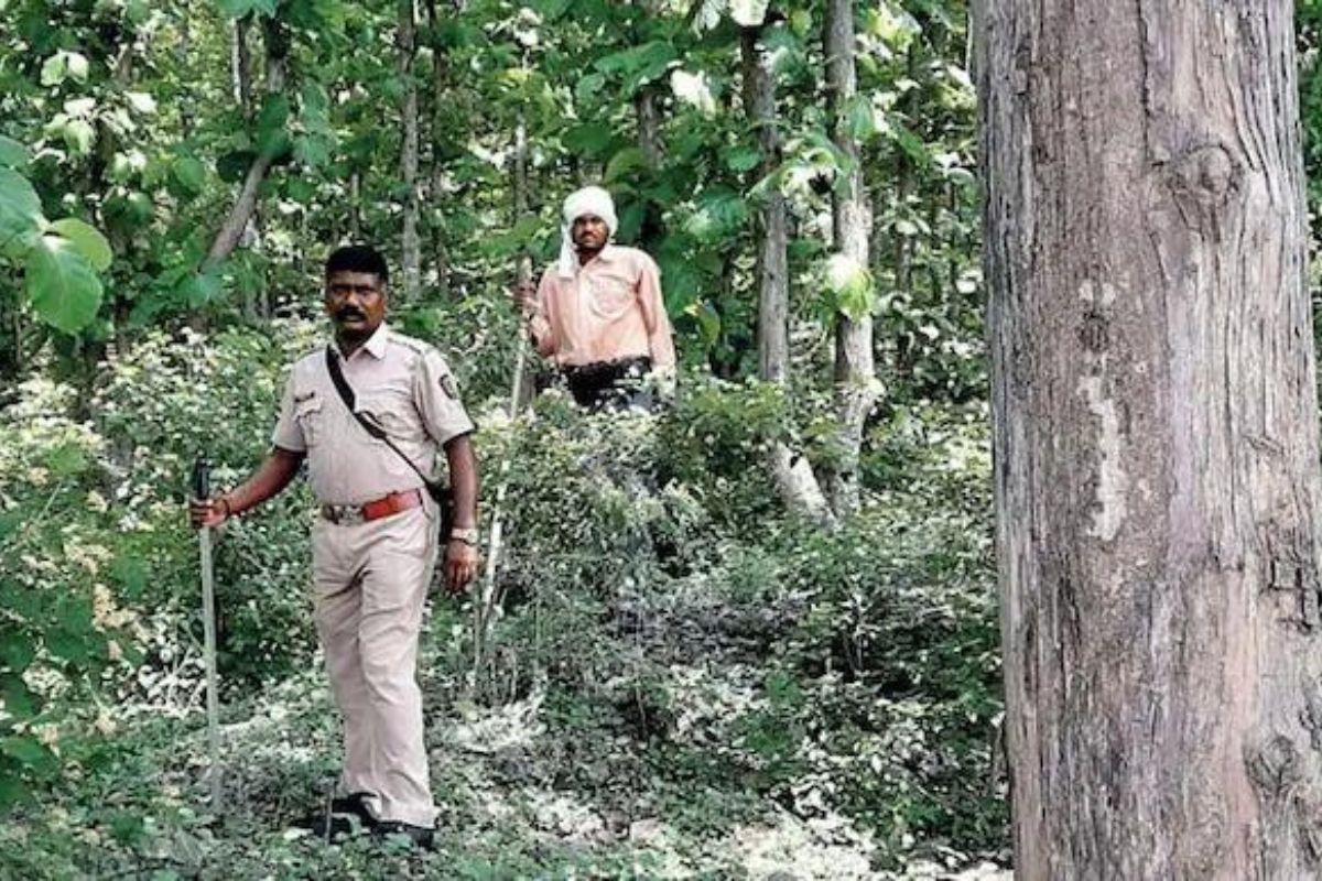 Wildlife wing of MP forest has no record of compliance of wildlife clearance for last 10 yrs: RTI