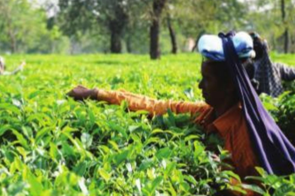 Tea union wants govt to settle salary scale issue